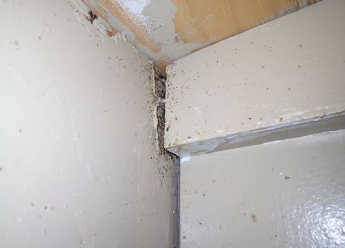 Figure 4: Unsealed gaps and cracks, like this cabinet corner, provide ideal harborage and travel routes for German cockroaches. Properly sealing these areas is a critical step in preventing infestations. Photo credit: Josh Shoemaker
